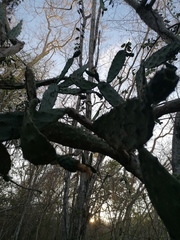 Opuntia karwinskiana