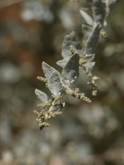 Atriplex lentiformis lentiformis