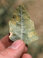 Atriplex lentiformis lentiformis