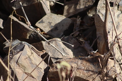 Aspidoscelis lineattissimus