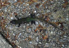 Lacerta schreiberi