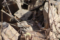 Aspidoscelis lineattissimus