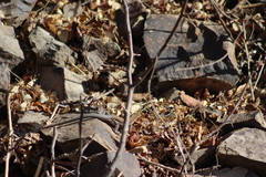 Aspidoscelis lineattissimus