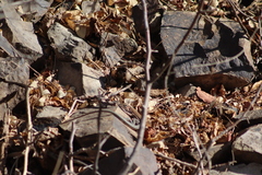 Aspidoscelis lineattissimus