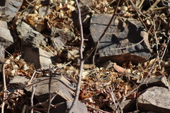 Aspidoscelis lineattissimus