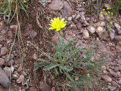 Leontodon biscutellifolius