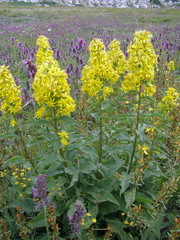 Solidago virgaurea taurica