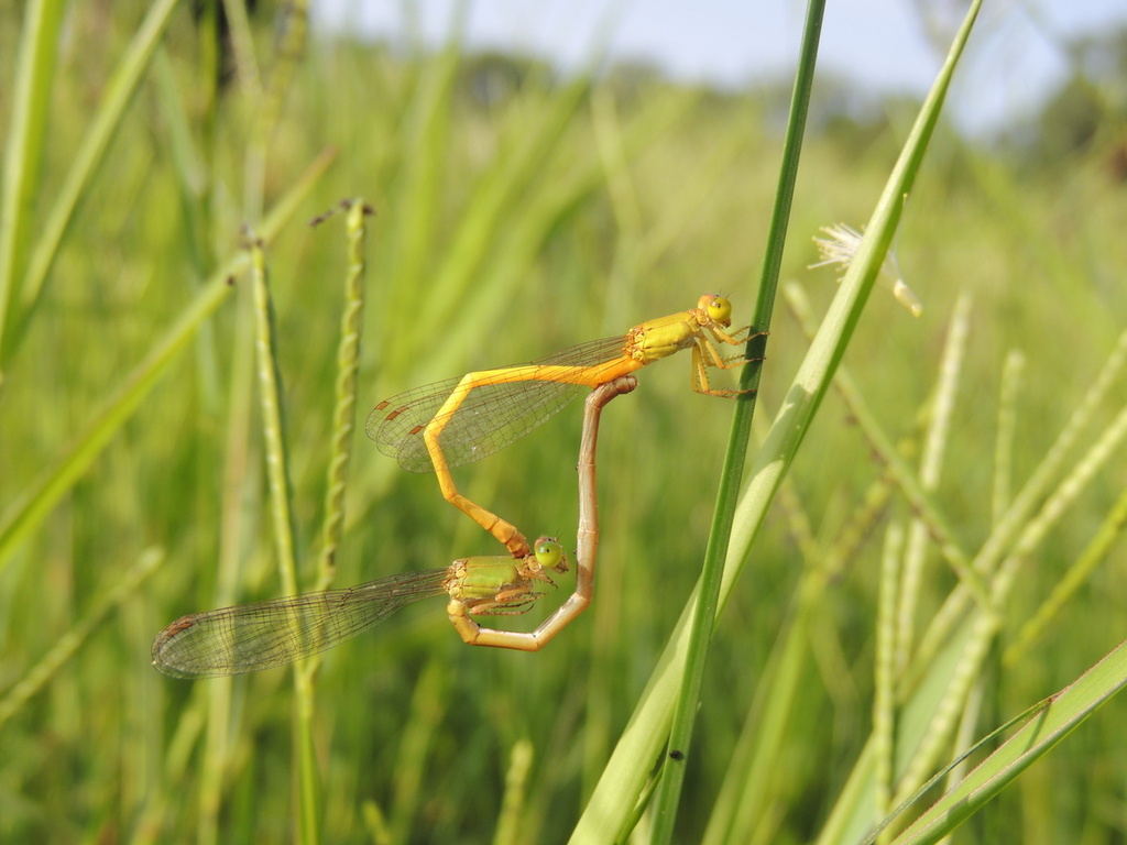 Coromandel Marsh Dart