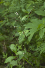 Melica turczaninowiana