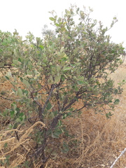 Boscia senegalensis image