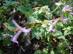 Corydalis paczoskii