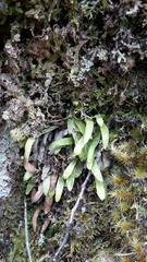 Notogrammitis ciliata