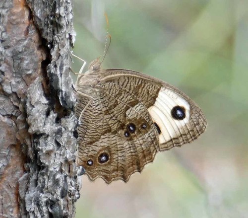 Common Wood-Nymph, photo 3 of 10