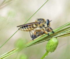 Megaphorus laphroides