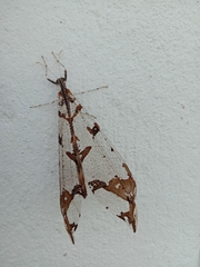 Cymothales eccentros