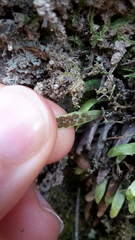 Notogrammitis ciliata