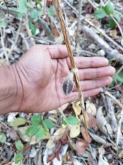 Acanthocereus fosterianus