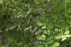 Melica turczaninowiana