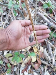 Acanthocereus fosterianus