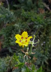 Scyphanthus elegans
