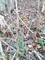 Acanthocereus fosterianus