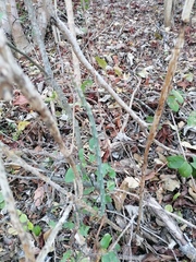 Acanthocereus fosterianus