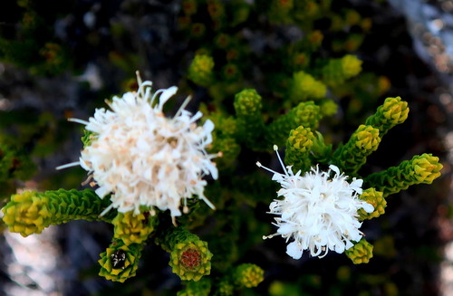 Image of Rigid Buchu (Agathosma eriantha) by no rights reserved