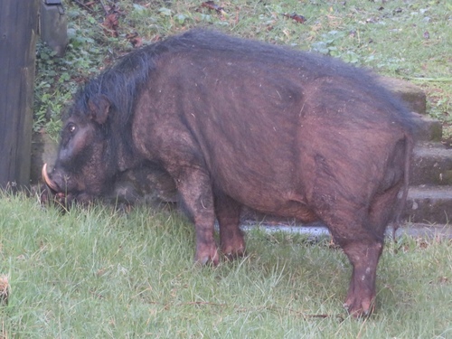 Giant Forest Hog
