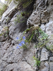 Gentiana septemfida grossheimii