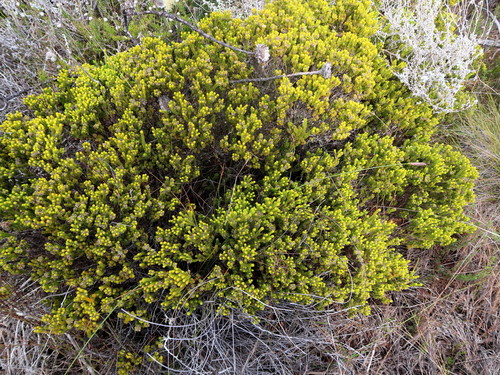 Image of Agathosma eriantha by no rights reserved