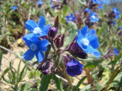 Anchusa pusilla