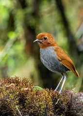 Grallaria rufocinerea