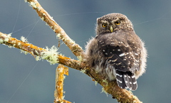 Glaucidium jardinii