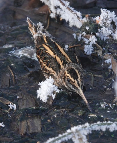 Jack Snipe