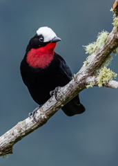 White-Capped Tanager photo 2