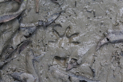 Didelphinae
