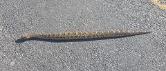 Bitis arietans arietans