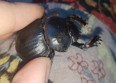 Pachysoma hippocrates