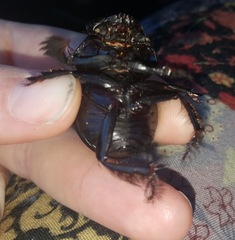 Pachysoma hippocrates