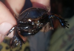 Pachysoma hippocrates