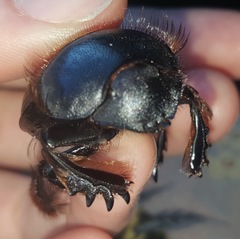 Pachysoma hippocrates