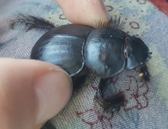 Pachysoma hippocrates