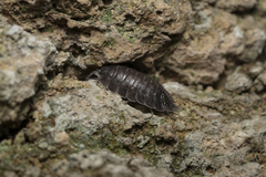 Porcellio obsoletus