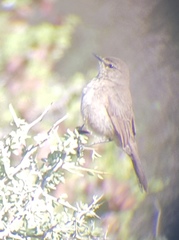 Cercotrichas coryphoeus