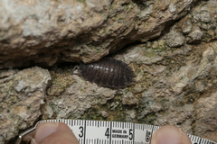 Porcellio obsoletus
