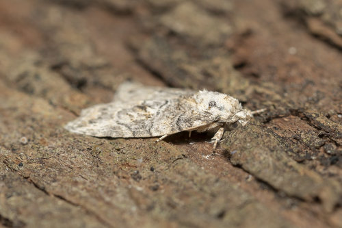 Photo of Black-olive Caterpillar Moth (Garella nilotica)
