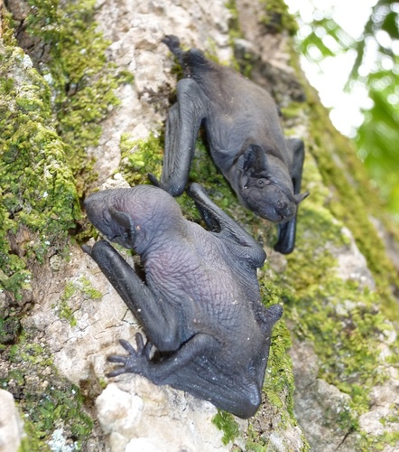 Azores Noctule