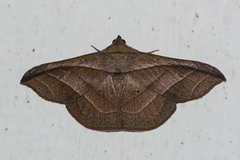 Tiruvaca subcostalis