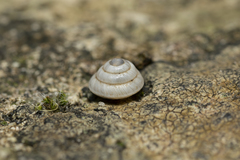 Trochoidea trochoides