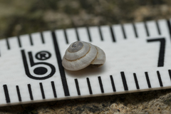 Trochoidea trochoides